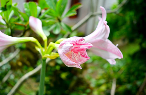 Hippeastrum/amaryllis is a genus in the family Amaryllidaceae with about 70-90 species. It produces tubular-shaped flowers on long and thick stems.