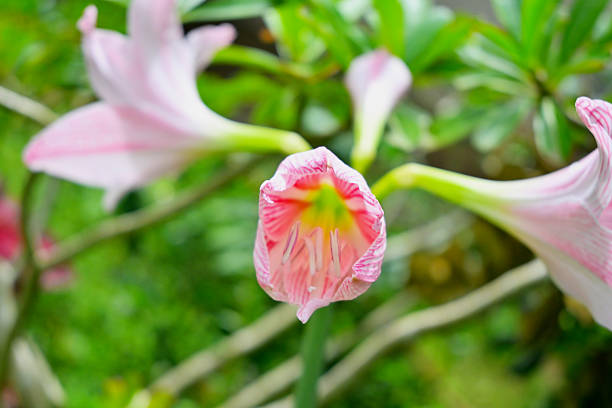 A delicate pink amaryllis lily with soft white petals and vibrant magenta stripes blooms gracefully among green foliage