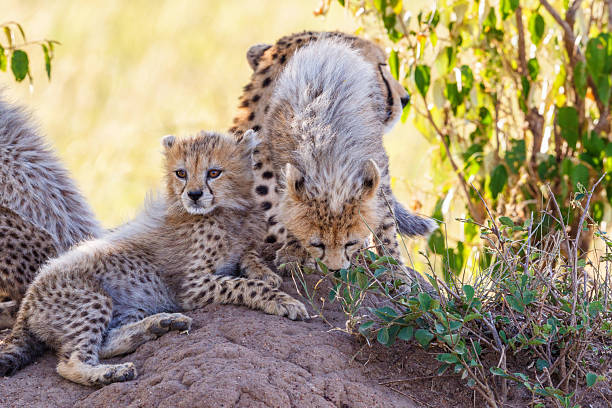istock Young Cheetah cubs lying in the shade 2250883606