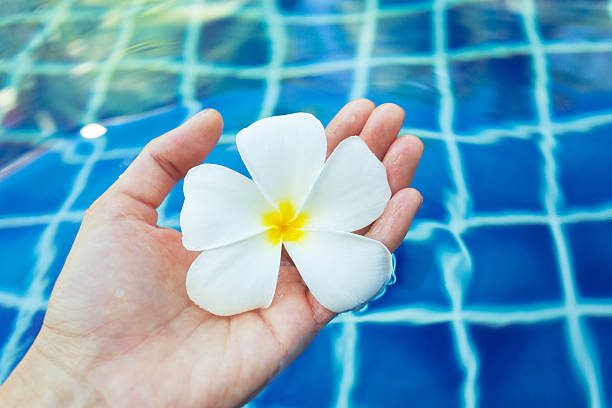 Tropical frangipani flowers on a blue water background. Top view, flat lay.
