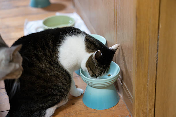 istock Cat eating cat food 2250885643