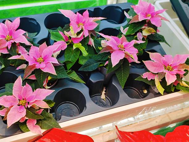 Princettia Poinsettias