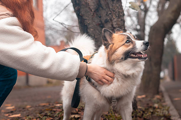 istock A cute dog with his owner 2250886275