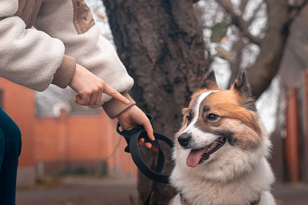 Samoyed husky dog being punished for bad behavior by owner with finger pointing at him.