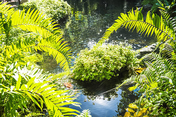 Giant water lilies (Victoria Amazonica).