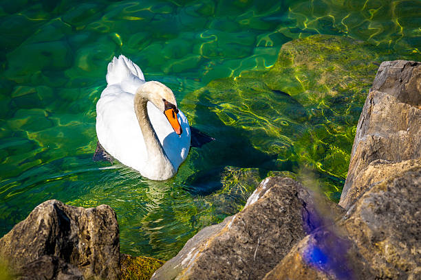 High-angle close-up of a white Mute Swan swimming in clear, emerald green lake water near large, grey rocks. The vibrant colors and sunlight penetration highlight the water texture and aquatic life. Captures wildlife and nature.