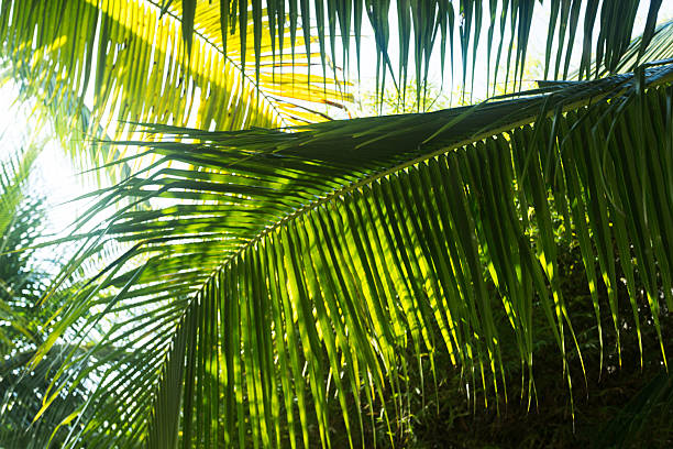 istock Lush green palm leaves basking in sunlight in a tropical setting 2250890713