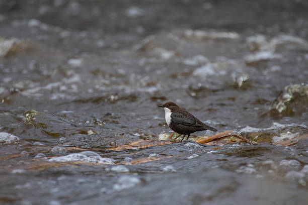 istock White-throated dipper (cinclus cinclus) aquatic bird 2250892008