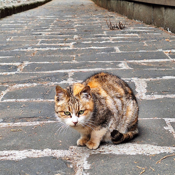A small calico kitten sitting cautiously on a stone-paved road.