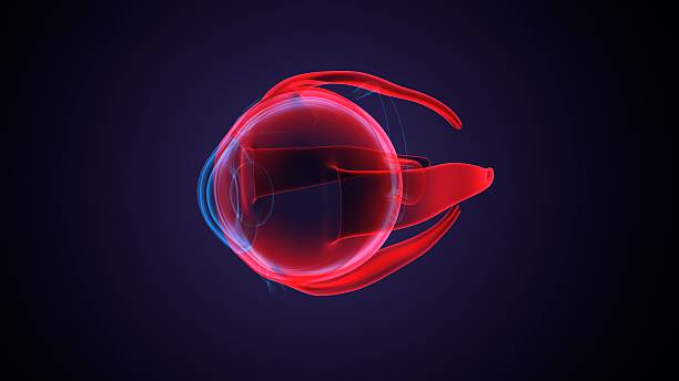 istock Eye parts anatomy. 3d illustrations 2250893375
