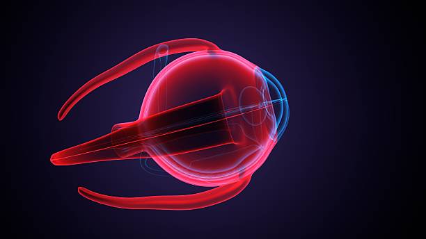 istock Eye parts anatomy. 3d illustrations 2250893491
