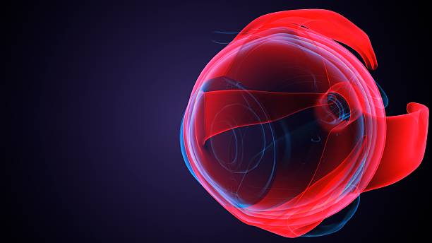 istock Eye parts anatomy. 3d illustrations 2250893605