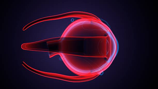 istock Eye parts anatomy. 3d illustrations 2250893612