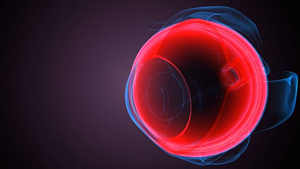 istock Eye parts anatomy. 3d illustrations 2250893834