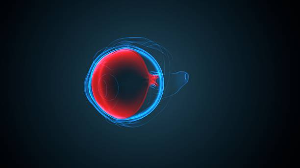 istock Eye parts anatomy. 3d illustrations 2250893897