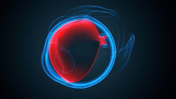 istock Eye parts anatomy. 3d illustrations 2250893907