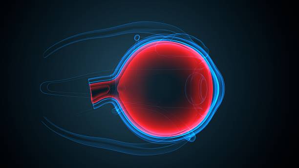 istock Eye parts anatomy. 3d illustrations 2250893935