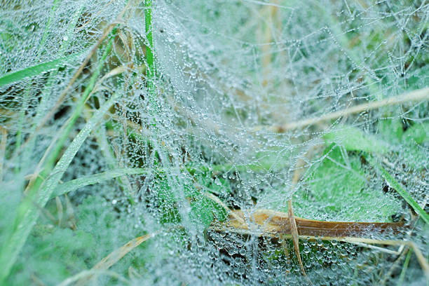 Natural Abstract Background. Dew-Covered Spider Silk in Meadow