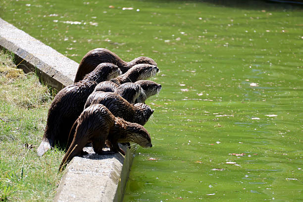 istock Otters ready to take a swim 2250897559