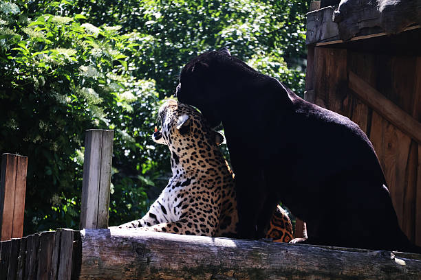 A black panther cleaning a leopards head