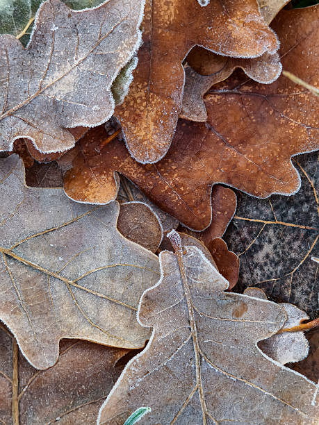 istock oak leaves covered with frost in winter 2250897723