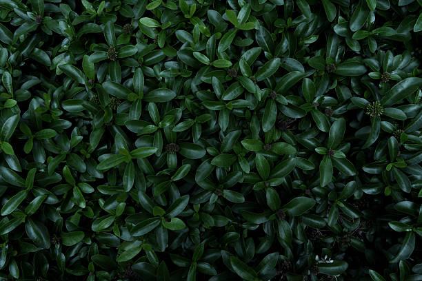 abstract green leaf texture, tropical leaf foliage nature dark green background.(PHOTO)