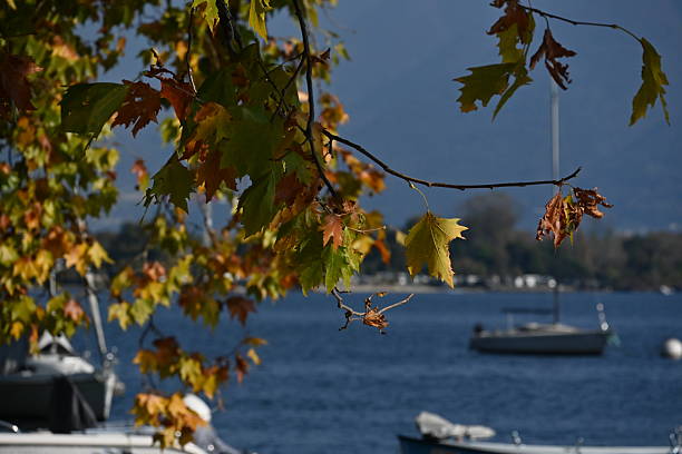 A tree during the foliage on a swiss lake during a sunny day