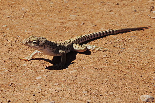 istock Lizard in Utah in the USA 2250900256
