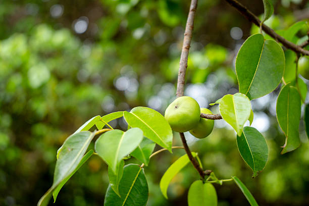 istock Manchineel tree, Poison Apple Found on Isabela Island 2250900856