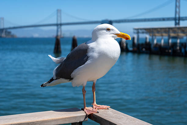 istock Seagull resting on a wooden railing with Oakland Bay Bridge behind 2250901202