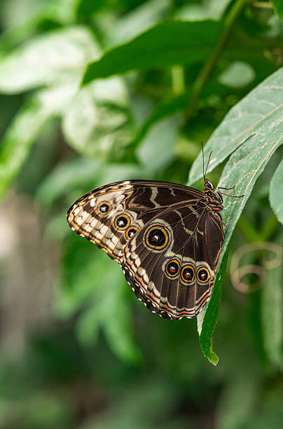 istock Blue Morpho butterfly resting on a green leaf with soft natural background 2250903672