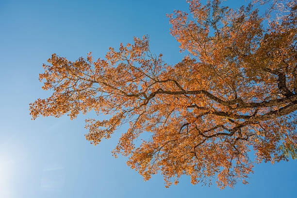 Red branches and leaves of maple trees in autumn under the blue sky