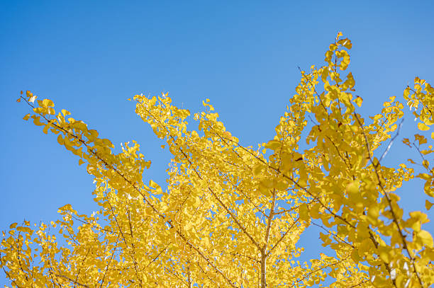 Golden gingko leaves under the blue sky