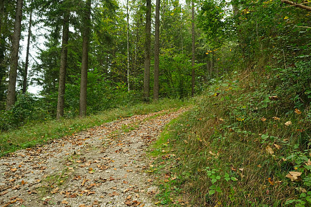 Summer hiking trail winding through lush green deciduous forest landscape.
