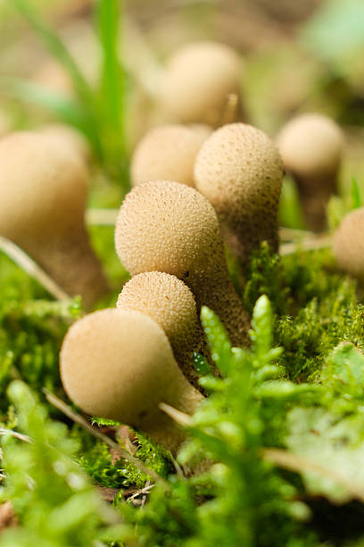istock Pearl Puffball Mushroom Lycoperdon perlatum in Forest 2250910253