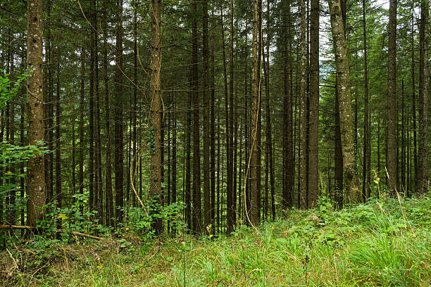 Standing right in the centre and below the large group of trees in the world famous Black Forest, Germany.