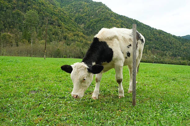 Summer day in the pasture is standing a Charolais cow that is looking at camera.