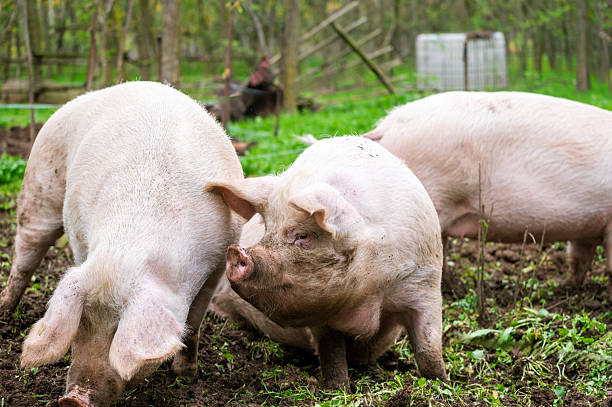 istock Huge domestic pigs in the mud 2250913245
