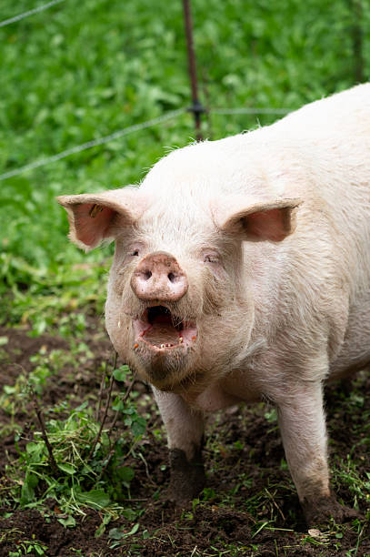 istock Huge domestic pigs in the mud 2250913743