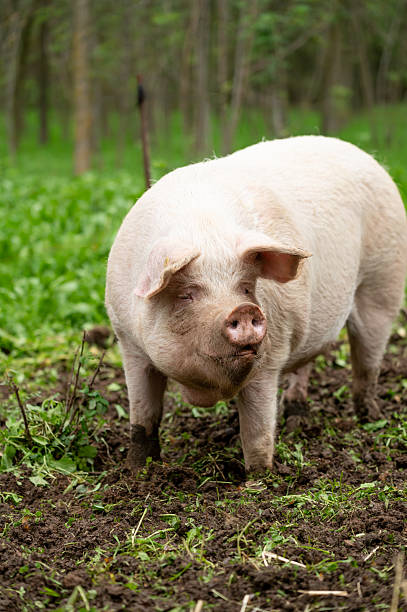 istock Huge domestic pigs in the mud 2250913745