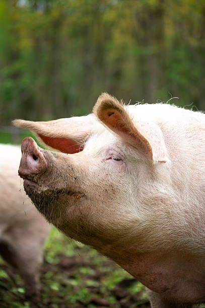 istock Huge domestic pigs in the mud 2250913816
