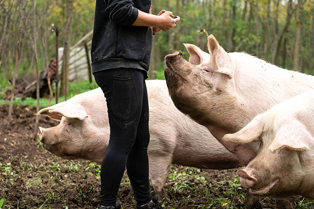 istock Huge domestic pigs in the mud 2250913820