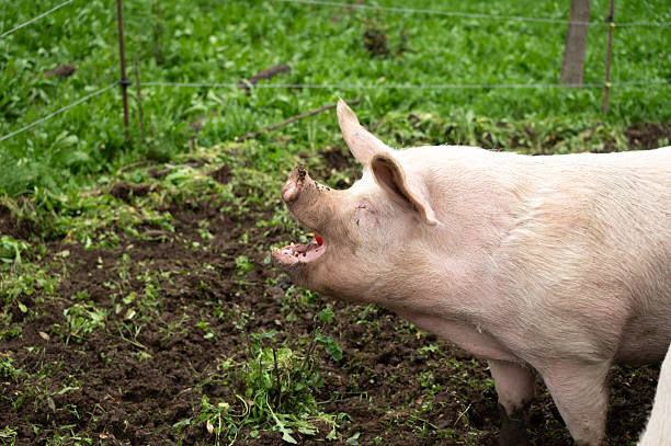 Photos of huge rescued domestic pigs in the mud. The pigs were taken in by volunteers from a horse shelter from rescuers when they were still piglets. They are provided with food and veterinary care.