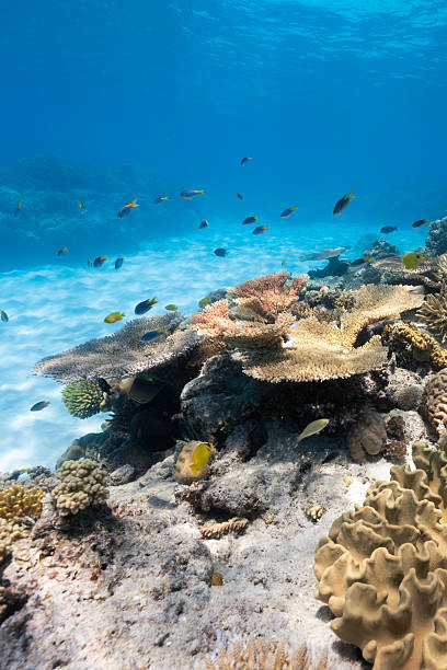 istock Coral reef ecosystem thriving with tropical fish swimming underwater 2250914231