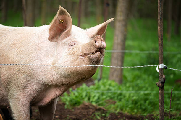 istock Huge domestic pigs in the mud 2250914279
