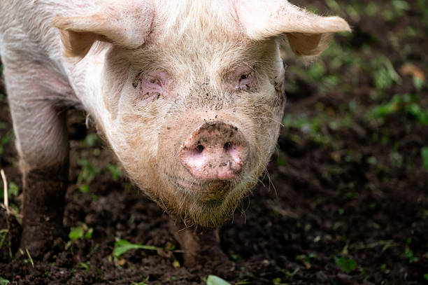 istock Huge domestic pigs in the mud 2250914319