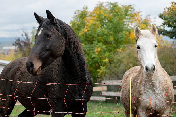 istock Horses in winter shelter 2250914531