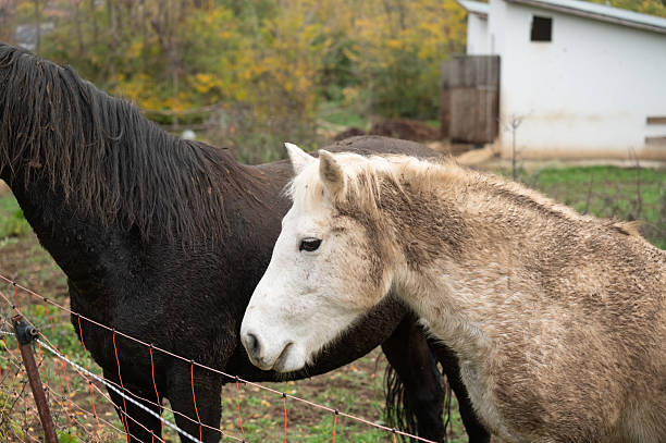 istock Horses in winter shelter 2250916016
