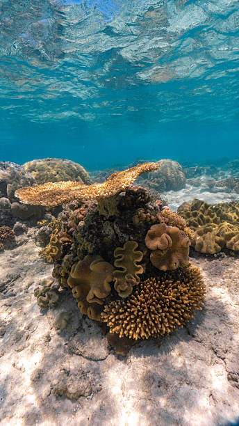 istock Underwater coral reef ecosystem growing on sandy seabed 2250916727