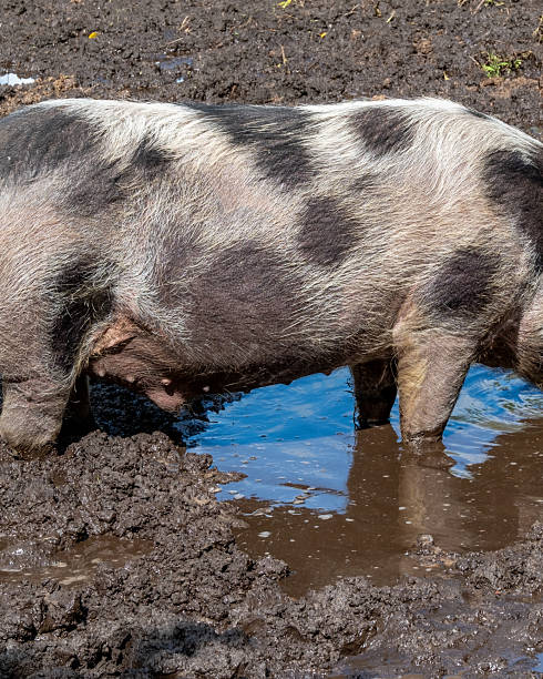 istock spotted land pig wallows in the mud 2250923212